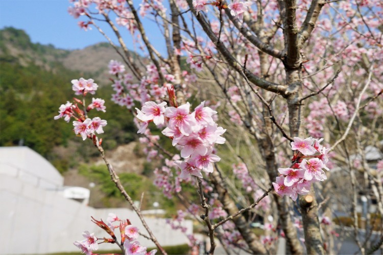 フォトコン用桜